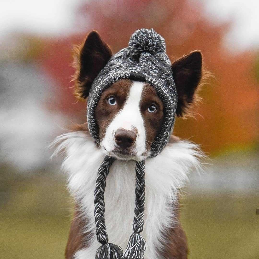 Winddichte Strickmütze für Hunde